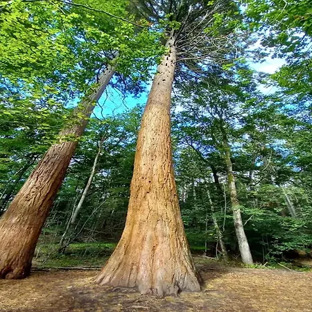 بيت للعطل Chalet, *