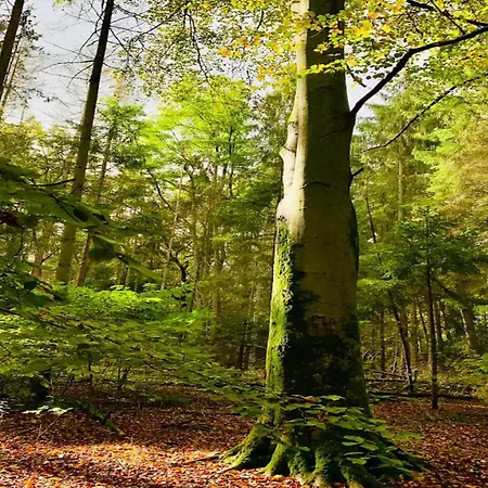 Chalet, بيت للعطل *